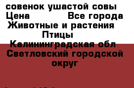 совенок ушастой совы › Цена ­ 5 000 - Все города Животные и растения » Птицы   . Калининградская обл.,Светловский городской округ 